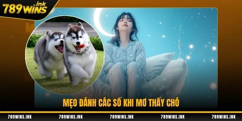 Mẹo đánh các số khi mơ thấy chó