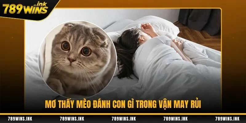 Mơ thấy mèo đánh con gì trong vận may rủi