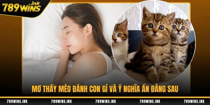 Mơ thấy mèo đánh con gì và ý nghĩa ẩn đằng sau