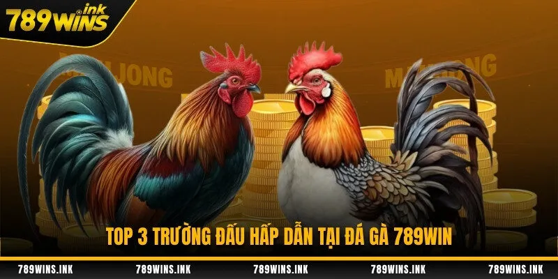 Top 3 trường đấu hấp dẫn tại đá gà 789WIN